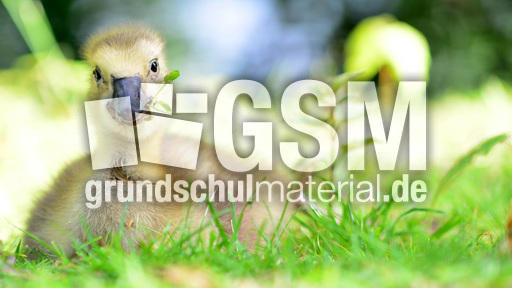 Kanadagansküken (21).jpg